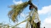 Poll: From Duped Maids to Rice Farmers, Asian Women Lead the Way in Businesses to Aid Society