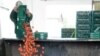 Germany Reports More Deaths in E. Coli Outbreak
