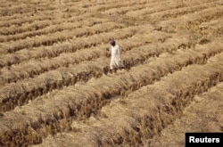 FILE - A farmer walks through a paddy field on the outskirts of Jammu, India, Nov. 19, 2016.