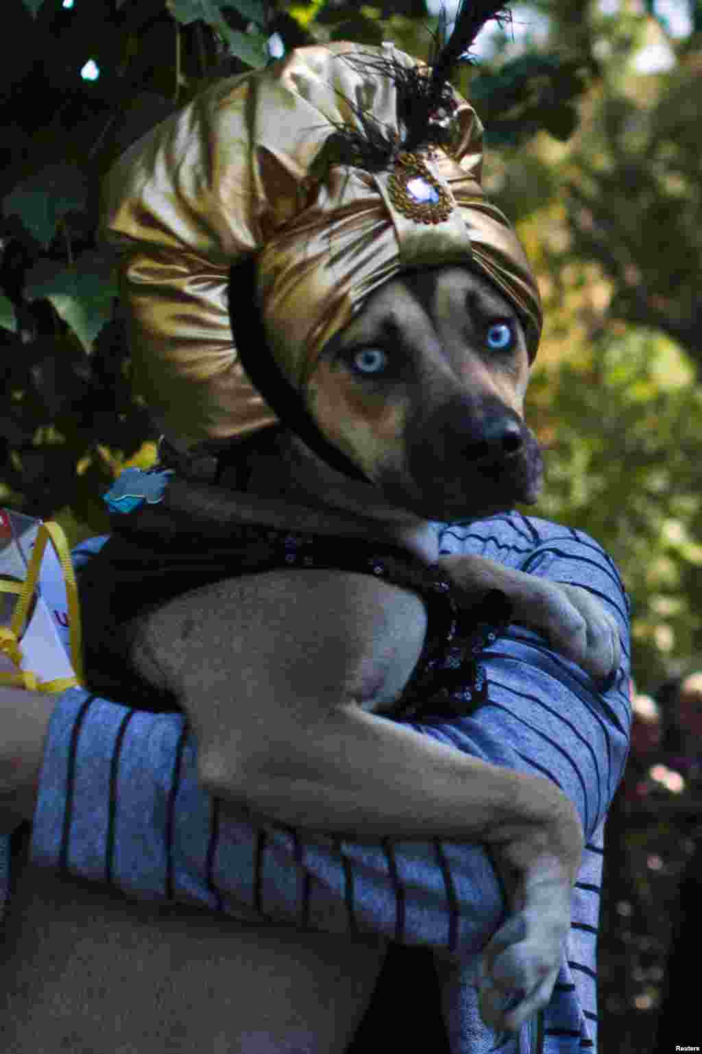 A dog dressed as Zoltar the fortune teller takes part in the 23rd annual Tompkins Square Halloween Dog Parade in New York, Oct. 26, 2013. 