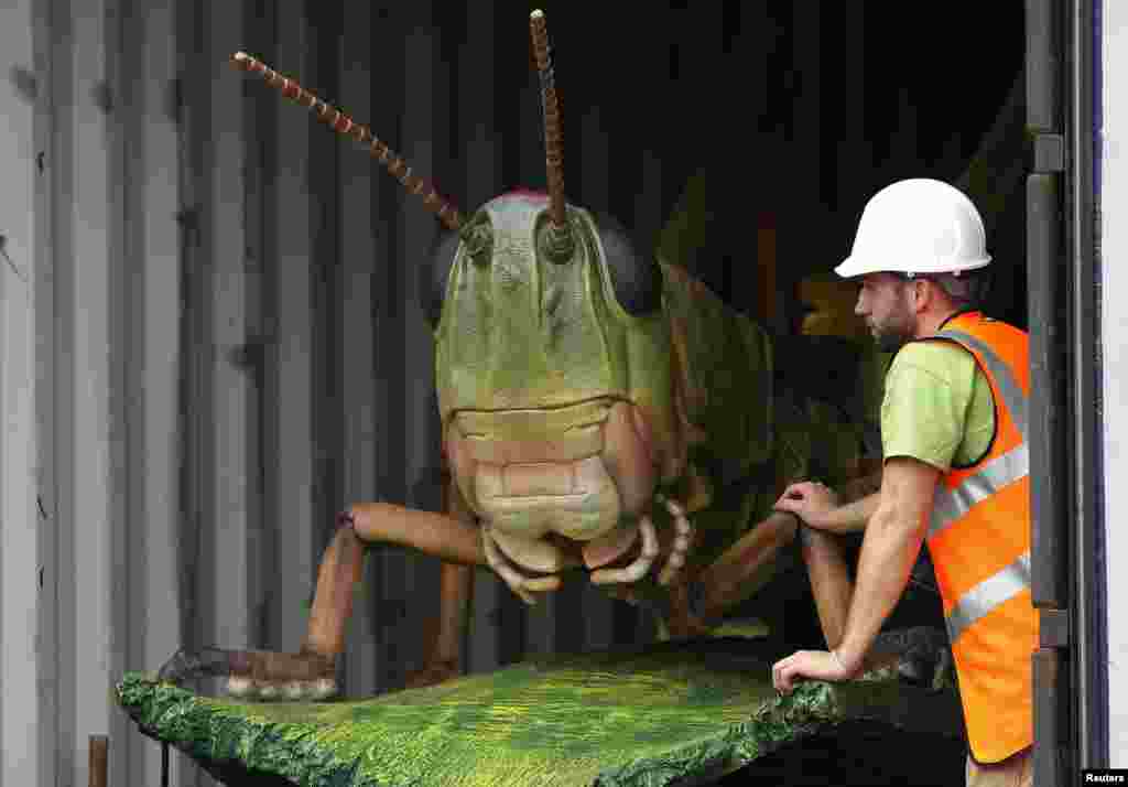 A worker unloads a giant grasshopper from a container as it arrives at the Chester Zoo in northern England. The grasshopper will form part of an exhibition featuring 13 giant robotic replicas including scorpions and ladybirds.