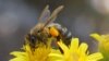 Les insectes appelés à jouer un plus grand rôle dans l'alimentation