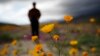 In California, Winter Deluge Brings Desert Blooms