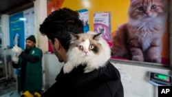 FILE - A Kashmiri man waits for his pet cat to receive treatment inside a Kashmir veterinary hospital in Srinagar, Indian-controlled Kashmir, Feb. 6, 2025.