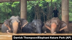 This photo provided by the Elephant Nature Park shows three of the roughly 100 elephants stuck in rising floodwaters at the park in Chiang Mai Province, Thailand, Oct. 3, 2024. (Darrick Thompson/Elephant Nature Park via AP)