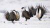 US Government to Give States More Flexibility in Protecting Wild Bird