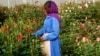 Ethiopian Flower Exporters Cash In on Valentine's Day