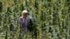 Au Maroc, les routes touristiques du cannabis