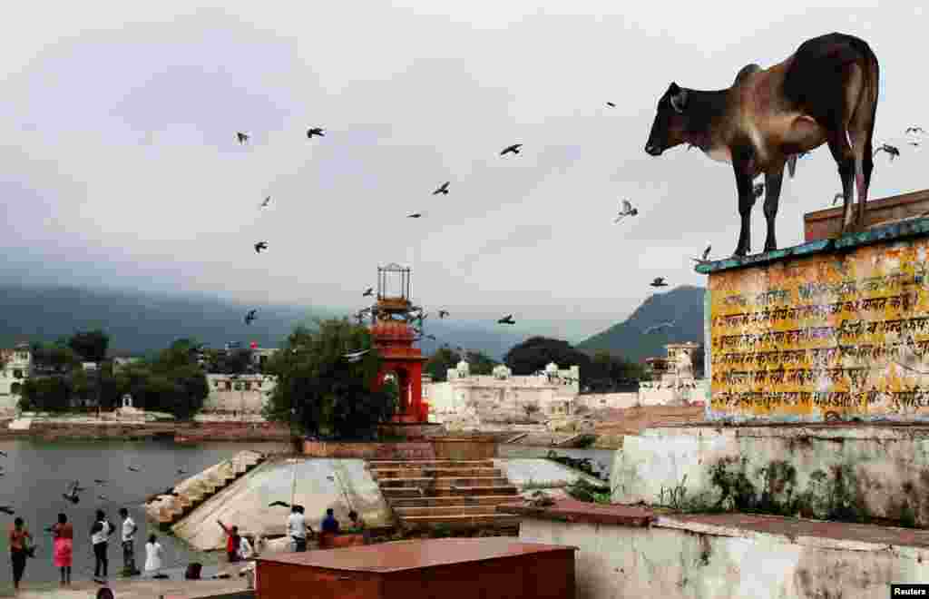 A cow stands outside a temple at a lake in Pushkar, in the desert state of Rajasthan, India.