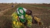 Le changement climatique, une menace croissante à la production agricole