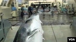 Seekor ikan paus berhasil ditangkap oleh sebuah kapal pemburu.