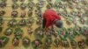 Seperti di Solo, sebuah masjid di Yogykarta juga menggunakan daun untuk membungkus daging-daging kurban sebelum dibagikan dalam rangka Iduladha, 11 Agustus 2019. (Foto: Antara/Andreas Fitri via Reuters)