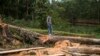 Un homme se tient au-dessus des arbres coupés dans une forêt, à Butembo le 12 novembre 2016.