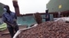 Côte d'Ivoire : Quarante-huit enfants sauvés de l'exploitation dans les plantations de cacao