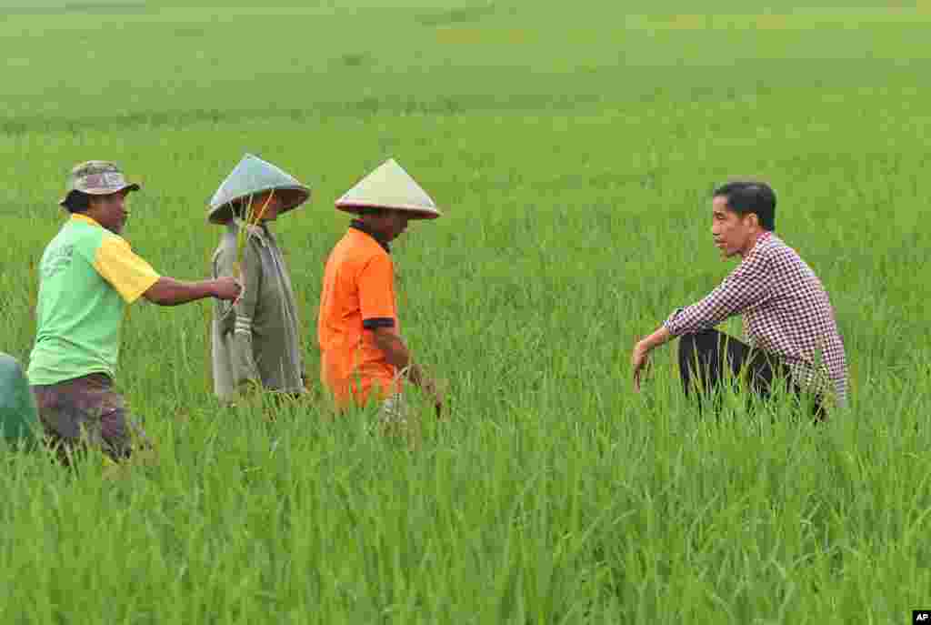 Calon Presiden Indonesia Joko Widodo, dikenal sebagai "Jokowi", berbincang-bincang dengan para petani dalam perhentian singkatnya di tengah-tengah kampanyenya di Banyumas, Jawa Tengah. Indonesia akan mengadakan Pemilu Presiden pada 9 Juli 2014. 
