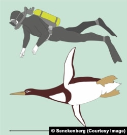 Artistic reconstruction of Kumimanu biceae in size comparison to a human diver.