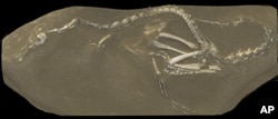 The "Halszkaraptor escuilliei" dinosaur fossil