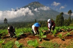 Petani membersihkan rumput di sela-sela pohon tembakau di lereng Gunung Sindoro, Temanggung, 5 Juni 2017. (Foto: Antara/Anis Efizudin via REUTERS)