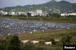 Cattle walk past solar panels destroyed during Hurricane Maria in Maunabo, Jan. 27, 2018.