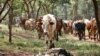 Kenyan president strongly defends animal vaccination program