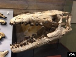 This mosasaur fossil skull shows how its mushroom-shaped teeth were optimized to crack hard-shell prey like giant oysters. (J.Taboh/VOA)