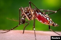 FILE - A female Aedes aegypti mosquito is shown in this Center for Disease Control photograph.