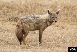 Seekor jackal atau serigala di Kawasan Konservasi Ngorongoro mengilustrasikan bagaimana rupa cursorial canid moderen. (Fotot: Daniel Montero López dan Borja Figueirido)