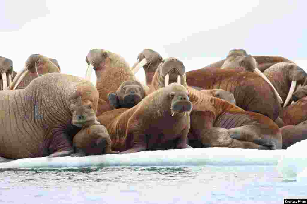 Sekelompok anjing laut di atas es di Laut Chukchi Timur, Alaska, yang terancam pencairan es. (S.A. Sonsthagen/USGS)