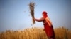 A woman harvests wheat on a field in Bhaktapur, Nepal, May 19, 2015. 