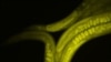 C. elegans as seen under the microscope are living in a simulated space experiment in preparation for a flight on the International Space Station. (Credit: Jung H. Doh, Ph.D. University of Delaware)