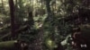Former West Virginia Coal Mines Turned into Carbon-sucking Forests