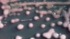Does Ebola Reveal WHO Shortfalls? 