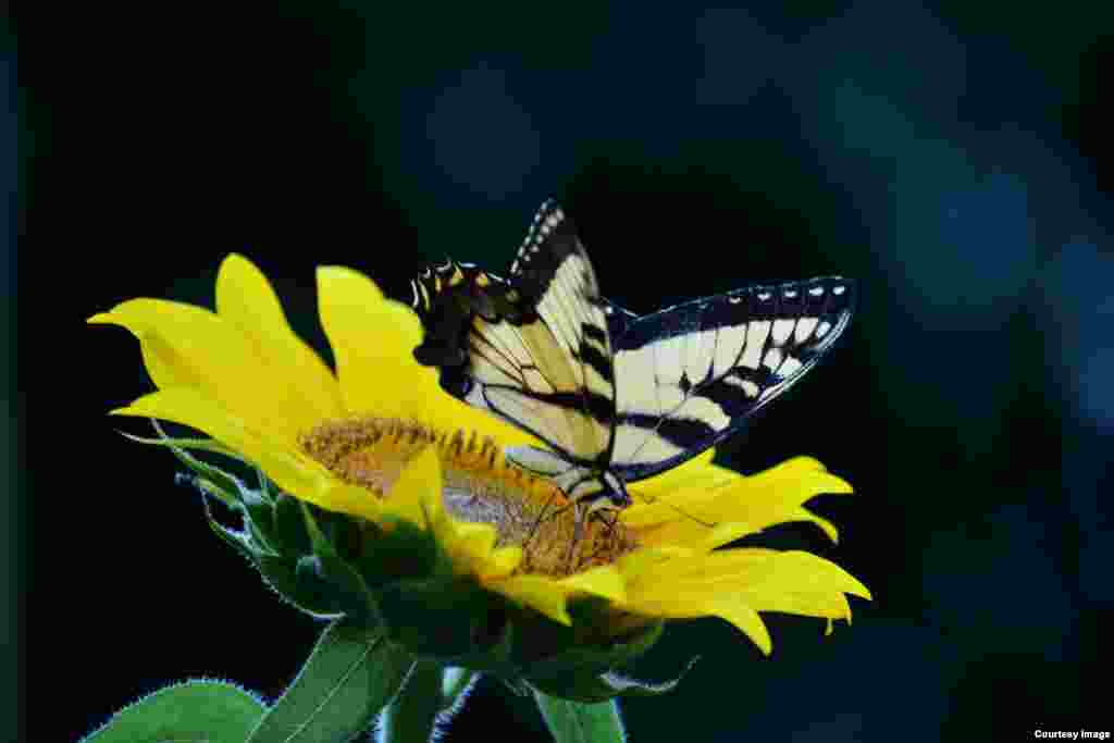 Diaa Bekheet takes this photo of a monarch butterfly snacking on a sunflower in his yard in Virginia.