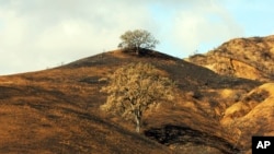 Dalam foto yang diambil tanggal 22 November 2018, tampak dua pohon oak yang basah karena hujan, di tepi bukit yang dilanda kebakaran setelah terjadinya kebakaran di daerah Woolsey di Agoura Hills, California (foto: AP Photo/John Antczak)