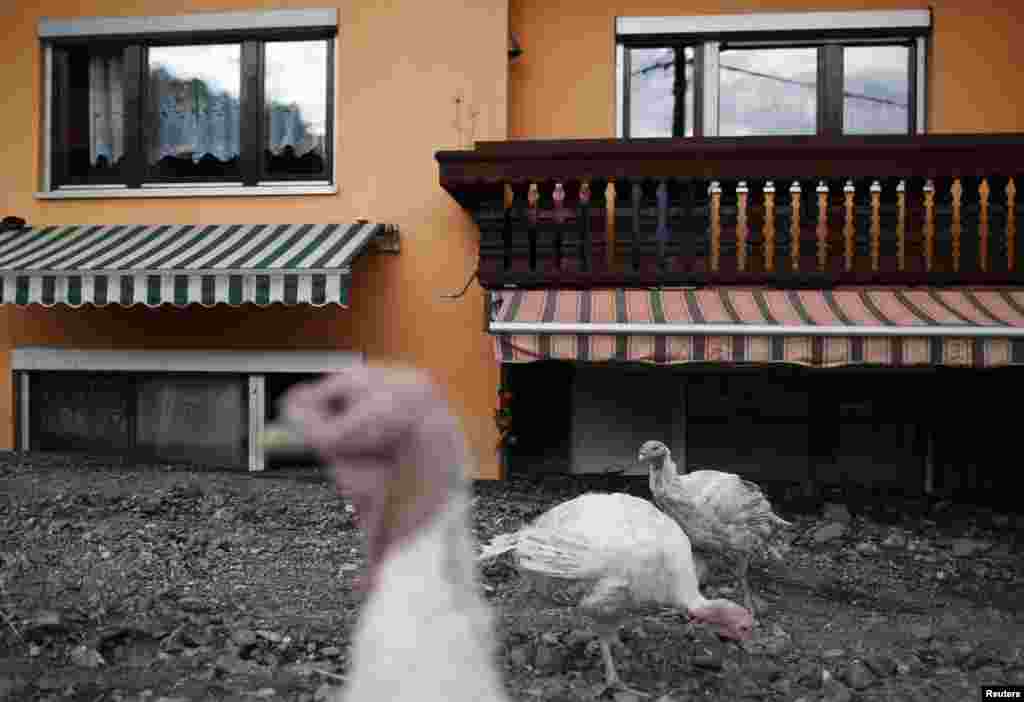 Turkeys are seen in front of a flood-damaged house in Topcic Polje, Bosnia-Herzegovina, May 20, 2014. 