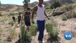 Scientific Studies Say Planting Trees Helps Mitigate Global Warming