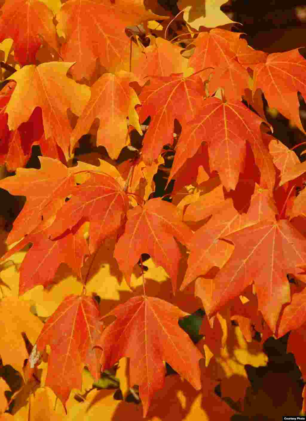 Early winter brings out the reds and oranges on sugar maple trees at the Gateway Arch, St. Louis, Missouri, USA. (Amy Zanne)