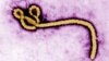 Senyawa Anti-Ebola Berikan Harapan