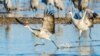 FILE - Sandhill cranes begin a playful hopping and leaping as the sun rises on the Platte River in central Nebraska, a staging location of one of the world's largest migrations. 