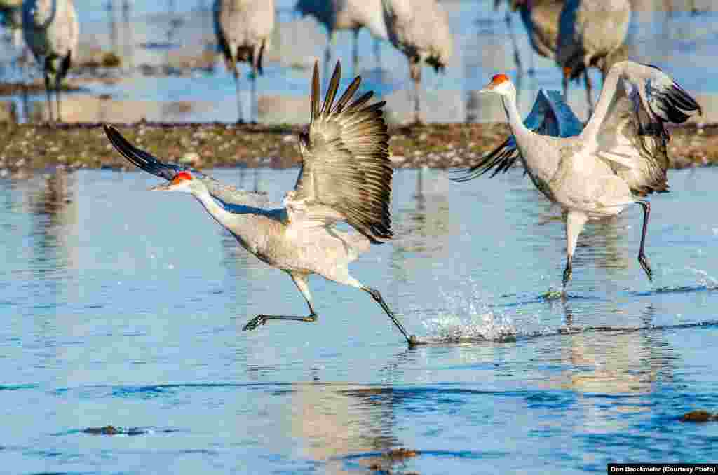 FILE -- Sandhill cranes begin a playful hopping and leaping as the sun rises on the Platte River in central Nebraska, a staging location on one of the world's largest migrations.