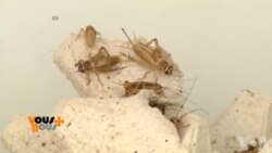 L'huile d'Insecte