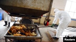Petugas membuang bangkai ayam yang tidak terinfeksi sebagai bagian dari pencegahan penyebaran virus flu burung jenis H7N9 di Guangzhou, provinsi Guangdong (16/4). 