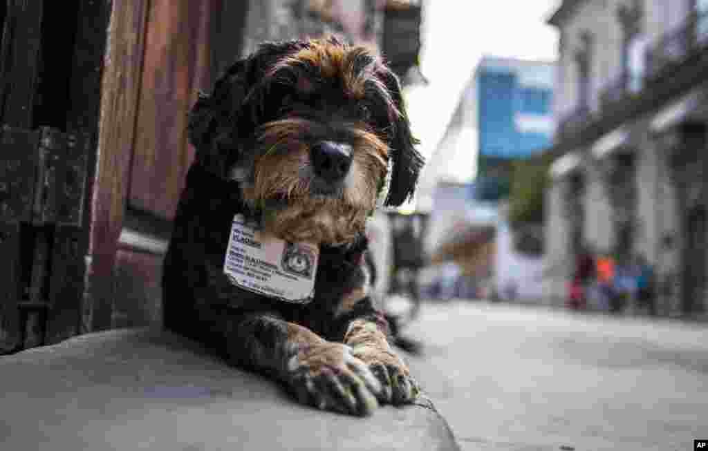 Former street dog Vladimir wears an ID collar that gives his name and residence, as he sits at the entrance of the Old Havana Museum of Metalwork in Havana, Cuba. Cuban law banning animals from workplaces contains an exemption for guard dogs. This legal cover for the ex-strays was bolstered when a dog at a government office awakened a guard one night by barking when she heard would-be thieves removing air conditioners from the windows, according to Nora Garcia, president of the Cuban Association for the Protection of Plants and Animals.