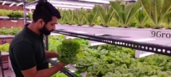 Himanshu Aggarwal grows lettuce, microgreens and herbs in an 800-square-foot enclosed room in New Delhi. (Anjana Pasricha/VOA)