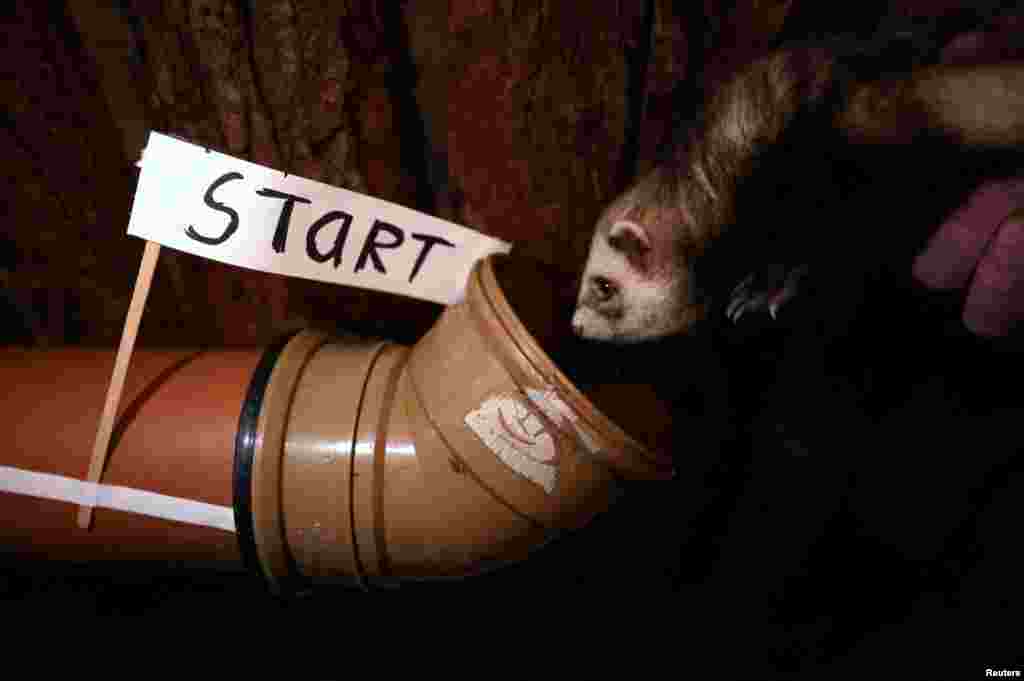 A ferret is seen at the start of the time track during the Ferret Racing Championship at the Craven Arms and Cruck Barn in Appletreewick, Britain, Feb. 16, 2022. 
