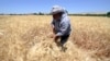IS Threatens 'Hot Summer' by Scorching Iraq, Syria Farmlands  