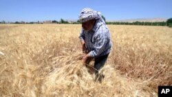 FILE - A farmer harvests wheat in a field in Jdeidet Artouz, Syria, June 19, 2017. 