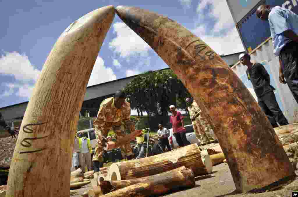 Officials display some of more than 1,600 pieces of illegal ivory found hidden inside bags of sesame seeds in freight traveling from Uganda, in Kenya's major port city of Mombasa, Oct. 8, 2013.