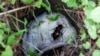 New Findings: Beetle Uses 'Gut Goop' to Protect Its Food