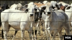 Sapi-sapi Australia yang siap untuk diekspor, di peternakan Noonamah, selatan Darwin (foto: dok). Impor daging sapi, termasuk dari Australia, saat ini meliputi sekitar 30 persen dari kebutuhan nasional.